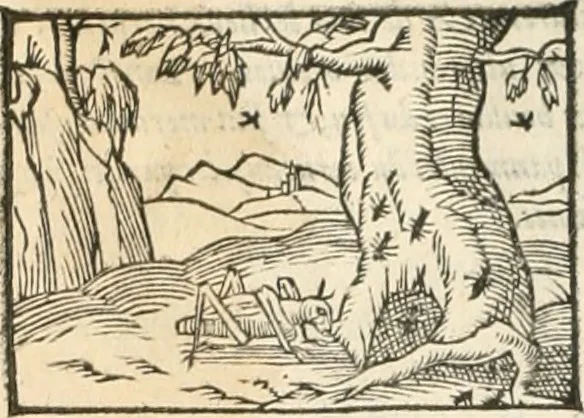 An illustration from [Les six livres de Pedacion Dioscoride d'Anazarbe de la matiere medicinale : translatez de latin en françois : a chacun chapitre sont aioustees certaines annotations fort doctes, & recueillies des plus excellens medecins, anciens, & modernes, 1553, leaf 109