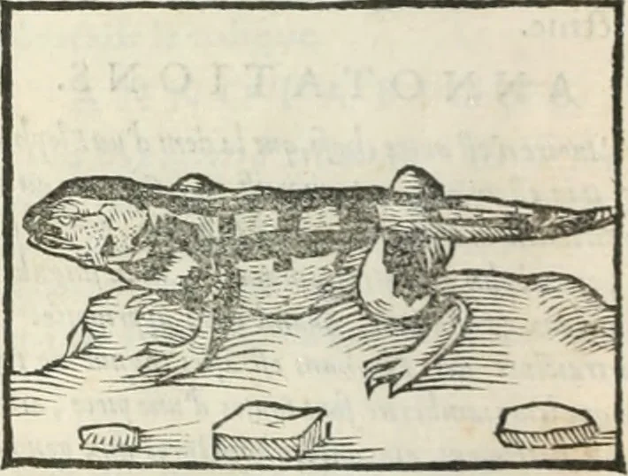 An illustration from [Les six livres de Pedacion Dioscoride d'Anazarbe de la matiere medicinale : translatez de latin en françois : a chacun chapitre sont aioustees certaines annotations fort doctes, & recueillies des plus excellens medecins, anciens, & modernes, 1553, leaf 111