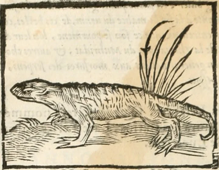 An illustration from [Les six livres de Pedacion Dioscoride d'Anazarbe de la matiere medicinale : translatez de latin en françois : a chacun chapitre sont aioustees certaines annotations fort doctes, & recueillies des plus excellens medecins, anciens, & modernes, 1553, leaf 113