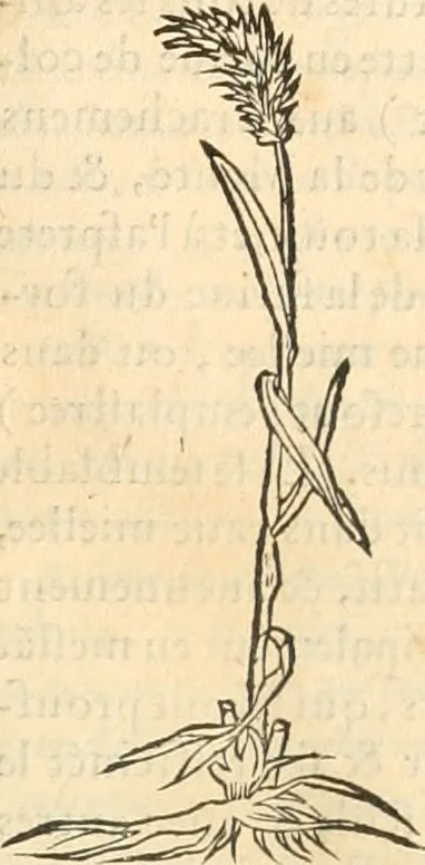 An illustration from [Les six livres de Pedacion Dioscoride d'Anazarbe de la matiere medicinale : translatez de latin en françois : a chacun chapitre sont aioustees certaines annotations fort doctes, & recueillies des plus excellens medecins, anciens, & modernes, 1553, leaf 130