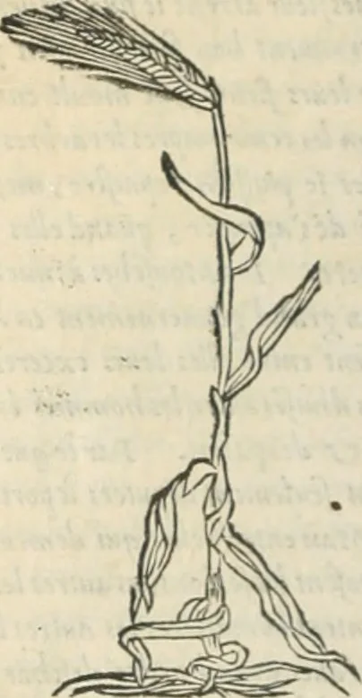 An illustration from [Les six livres de Pedacion Dioscoride d'Anazarbe de la matiere medicinale : translatez de latin en françois : a chacun chapitre sont aioustees certaines annotations fort doctes, & recueillies des plus excellens medecins, anciens, & modernes, 1553, leaf 131