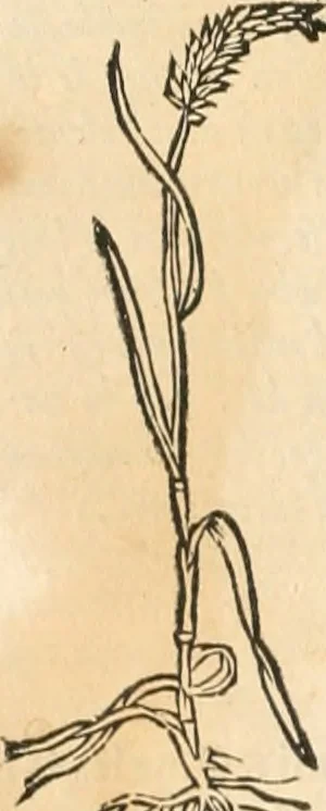 An illustration from [Les six livres de Pedacion Dioscoride d'Anazarbe de la matiere medicinale : translatez de latin en françois : a chacun chapitre sont aioustees certaines annotations fort doctes, & recueillies des plus excellens medecins, anciens, & modernes, 1553, leaf 133