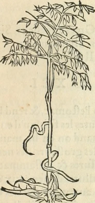 An illustration from [Les six livres de Pedacion Dioscoride d'Anazarbe de la matiere medicinale : translatez de latin en françois : a chacun chapitre sont aioustees certaines annotations fort doctes, & recueillies des plus excellens medecins, anciens, & modernes, 1553, leaf 134