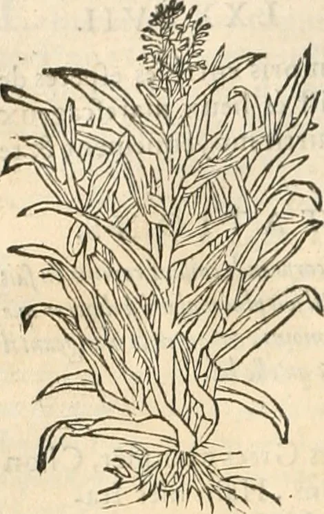 An illustration from [Les six livres de Pedacion Dioscoride d'Anazarbe de la matiere medicinale : translatez de latin en françois : a chacun chapitre sont aioustees certaines annotations fort doctes, & recueillies des plus excellens medecins, anciens, & modernes, 1553, leaf 135