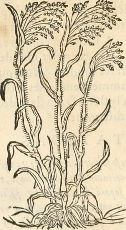 An illustration from [Les six livres de Pedacion Dioscoride d'Anazarbe de la matiere medicinale : translatez de latin en françois : a chacun chapitre sont aioustees certaines annotations fort doctes, & recueillies des plus excellens medecins, anciens, & modernes, 1553, leaf 135
