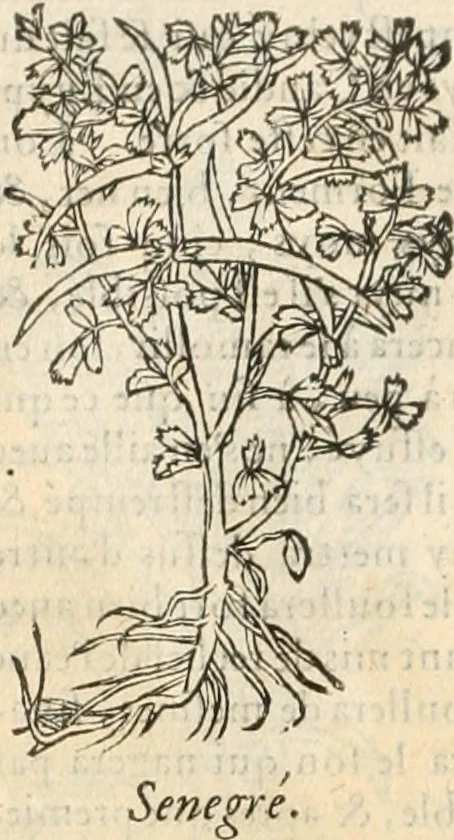 An illustration from [Les six livres de Pedacion Dioscoride d'Anazarbe de la matiere medicinale : translatez de latin en françois : a chacun chapitre sont aioustees certaines annotations fort doctes, & recueillies des plus excellens medecins, anciens, & modernes, 1553, leaf 137