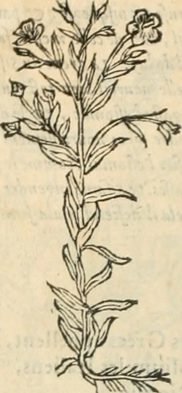 An illustration from [Les six livres de Pedacion Dioscoride d'Anazarbe de la matiere medicinale : translatez de latin en françois : a chacun chapitre sont aioustees certaines annotations fort doctes, & recueillies des plus excellens medecins, anciens, & modernes, 1553, leaf 137