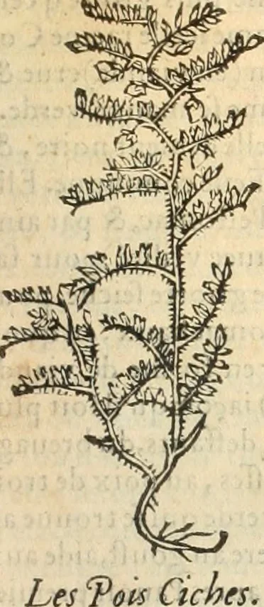 An illustration from [Les six livres de Pedacion Dioscoride d'Anazarbe de la matiere medicinale : translatez de latin en françois : a chacun chapitre sont aioustees certaines annotations fort doctes, & recueillies des plus excellens medecins, anciens, & modernes, 1553, leaf 138