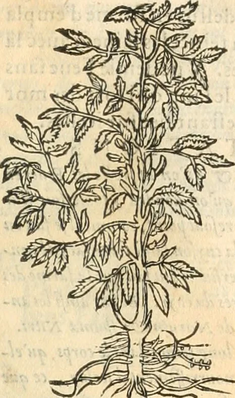 An illustration from [Les six livres de Pedacion Dioscoride d'Anazarbe de la matiere medicinale : translatez de latin en françois : a chacun chapitre sont aioustees certaines annotations fort doctes, & recueillies des plus excellens medecins, anciens, & modernes, 1553, leaf 138