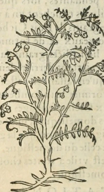An illustration from [Les six livres de Pedacion Dioscoride d'Anazarbe de la matiere medicinale : translatez de latin en françois : a chacun chapitre sont aioustees certaines annotations fort doctes, & recueillies des plus excellens medecins, anciens, & modernes, 1553, leaf 139