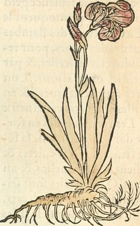 An illustration from [Les six livres de Pedacion Dioscoride d'Anazarbe de la matiere medicinale : translatez de latin en françois : a chacun chapitre sont aioustees certaines annotations fort doctes, & recueillies des plus excellens medecins, anciens, & modernes, 1553, leaf 14