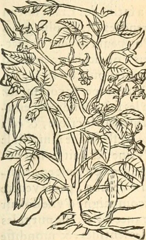 An illustration from [Les six livres de Pedacion Dioscoride d'Anazarbe de la matiere medicinale : translatez de latin en françois : a chacun chapitre sont aioustees certaines annotations fort doctes, & recueillies des plus excellens medecins, anciens, & modernes, 1553, leaf 140
