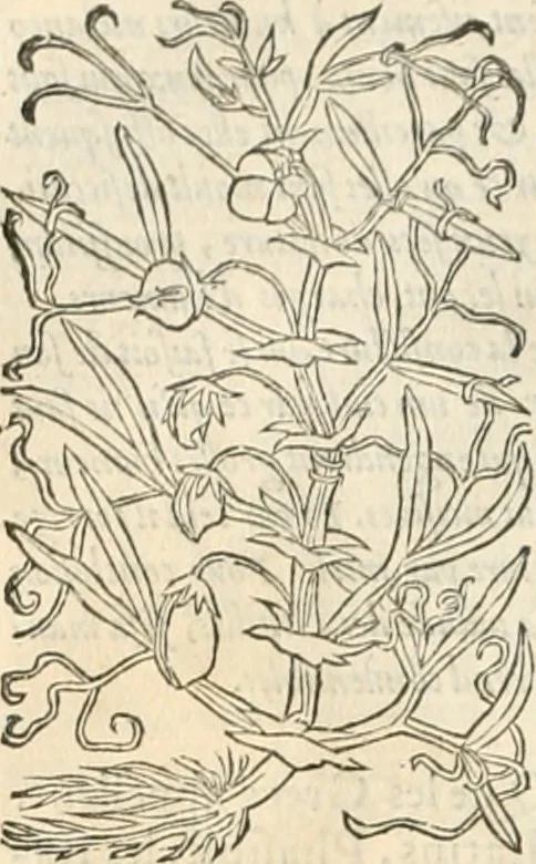 An illustration from [Les six livres de Pedacion Dioscoride d'Anazarbe de la matiere medicinale : translatez de latin en françois : a chacun chapitre sont aioustees certaines annotations fort doctes, & recueillies des plus excellens medecins, anciens, & modernes, 1553, leaf 141