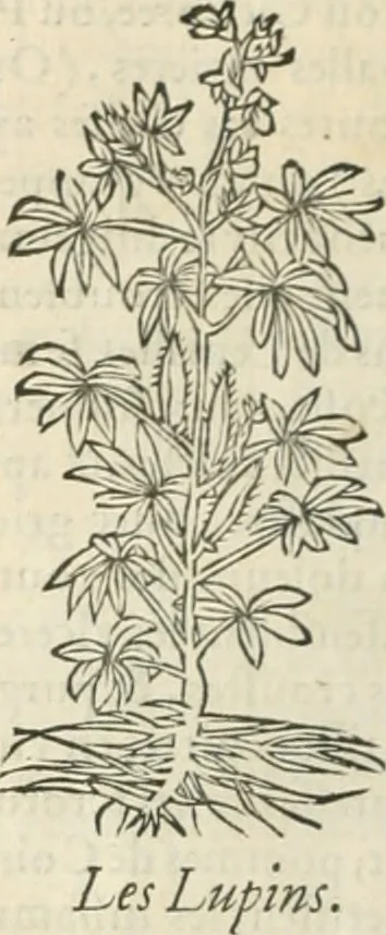 An illustration from [Les six livres de Pedacion Dioscoride d'Anazarbe de la matiere medicinale : translatez de latin en françois : a chacun chapitre sont aioustees certaines annotations fort doctes, & recueillies des plus excellens medecins, anciens, & modernes, 1553, leaf 141