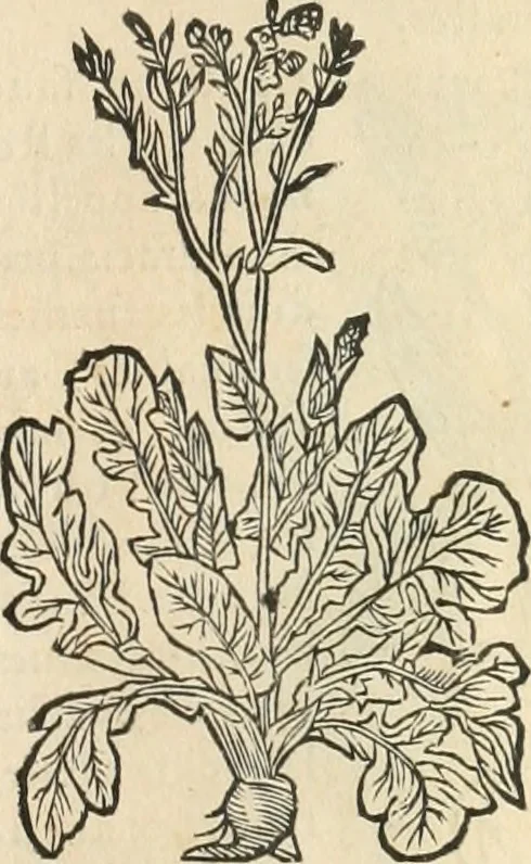 An illustration from [Les six livres de Pedacion Dioscoride d'Anazarbe de la matiere medicinale : translatez de latin en françois : a chacun chapitre sont aioustees certaines annotations fort doctes, & recueillies des plus excellens medecins, anciens, & modernes, 1553, leaf 142