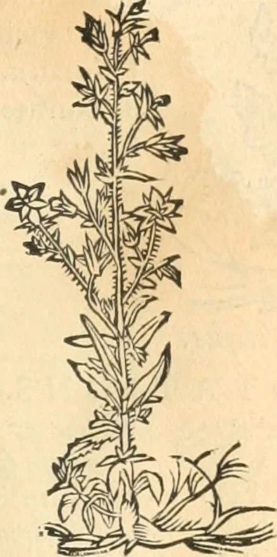 An illustration from [Les six livres de Pedacion Dioscoride d'Anazarbe de la matiere medicinale : translatez de latin en françois : a chacun chapitre sont aioustees certaines annotations fort doctes, & recueillies des plus excellens medecins, anciens, & modernes, 1553, leaf 142