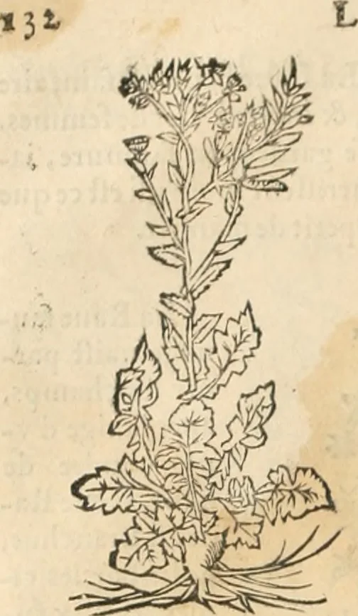 An illustration from [Les six livres de Pedacion Dioscoride d'Anazarbe de la matiere medicinale : translatez de latin en françois : a chacun chapitre sont aioustees certaines annotations fort doctes, & recueillies des plus excellens medecins, anciens, & modernes, 1553, leaf 143
