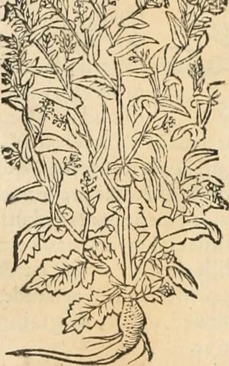 An illustration from [Les six livres de Pedacion Dioscoride d'Anazarbe de la matiere medicinale : translatez de latin en françois : a chacun chapitre sont aioustees certaines annotations fort doctes, & recueillies des plus excellens medecins, anciens, & modernes, 1553, leaf 143