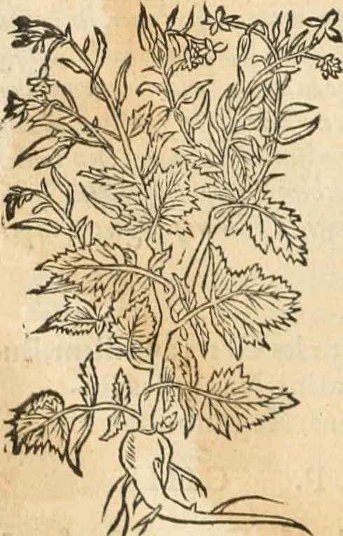 An illustration from [Les six livres de Pedacion Dioscoride d'Anazarbe de la matiere medicinale : translatez de latin en françois : a chacun chapitre sont aioustees certaines annotations fort doctes, & recueillies des plus excellens medecins, anciens, & modernes, 1553, leaf 143