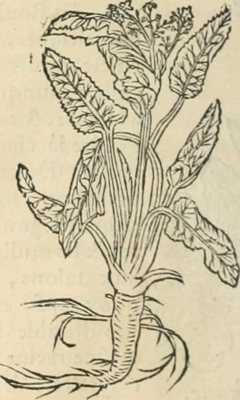 An illustration from [Les six livres de Pedacion Dioscoride d'Anazarbe de la matiere medicinale : translatez de latin en françois : a chacun chapitre sont aioustees certaines annotations fort doctes, & recueillies des plus excellens medecins, anciens, & modernes, 1553, leaf 143
