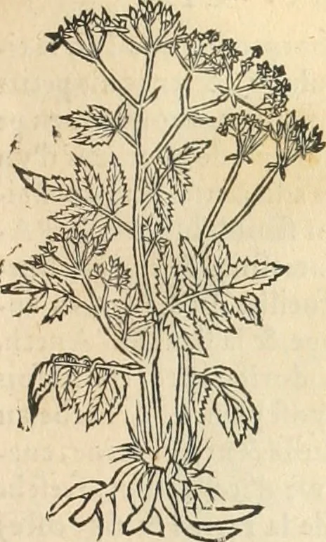 An illustration from [Les six livres de Pedacion Dioscoride d'Anazarbe de la matiere medicinale : translatez de latin en françois : a chacun chapitre sont aioustees certaines annotations fort doctes, & recueillies des plus excellens medecins, anciens, & modernes, 1553, leaf 144