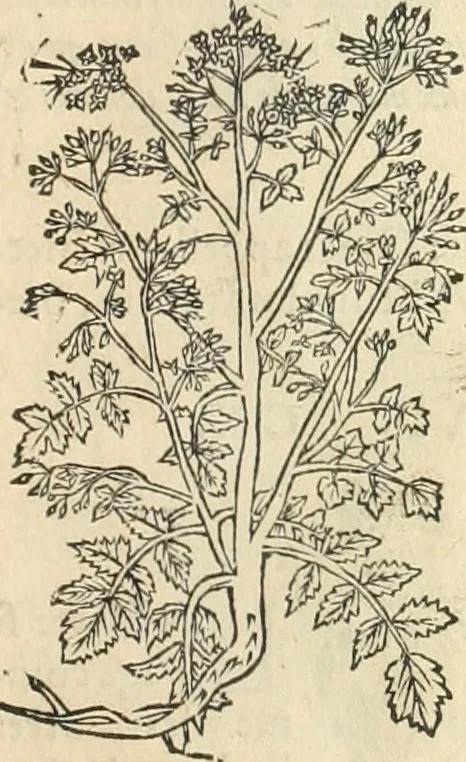 An illustration from [Les six livres de Pedacion Dioscoride d'Anazarbe de la matiere medicinale : translatez de latin en françois : a chacun chapitre sont aioustees certaines annotations fort doctes, & recueillies des plus excellens medecins, anciens, & modernes, 1553, leaf 144