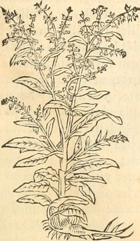 An illustration from [Les six livres de Pedacion Dioscoride d'Anazarbe de la matiere medicinale : translatez de latin en françois : a chacun chapitre sont aioustees certaines annotations fort doctes, & recueillies des plus excellens medecins, anciens, & modernes, 1553, leaf 144