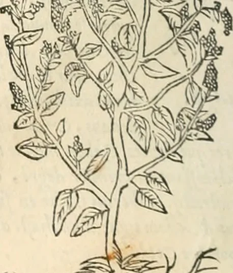 An illustration from [Les six livres de Pedacion Dioscoride d'Anazarbe de la matiere medicinale : translatez de latin en françois : a chacun chapitre sont aioustees certaines annotations fort doctes, & recueillies des plus excellens medecins, anciens, & modernes, 1553, leaf 145