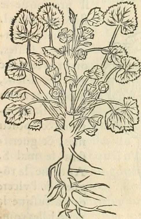 An illustration from [Les six livres de Pedacion Dioscoride d'Anazarbe de la matiere medicinale : translatez de latin en françois : a chacun chapitre sont aioustees certaines annotations fort doctes, & recueillies des plus excellens medecins, anciens, & modernes, 1553, leaf 146