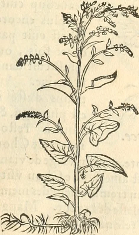 An illustration from [Les six livres de Pedacion Dioscoride d'Anazarbe de la matiere medicinale : translatez de latin en françois : a chacun chapitre sont aioustees certaines annotations fort doctes, & recueillies des plus excellens medecins, anciens, & modernes, 1553, leaf 146