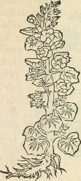 An illustration from [Les six livres de Pedacion Dioscoride d'Anazarbe de la matiere medicinale : translatez de latin en françois : a chacun chapitre sont aioustees certaines annotations fort doctes, & recueillies des plus excellens medecins, anciens, & modernes, 1553, leaf 146