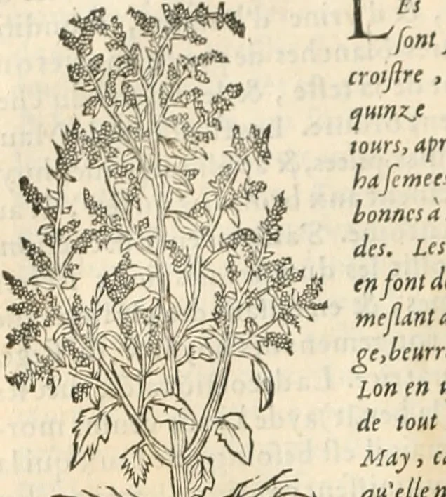 An illustration from [Les six livres de Pedacion Dioscoride d'Anazarbe de la matiere medicinale : translatez de latin en françois : a chacun chapitre sont aioustees certaines annotations fort doctes, & recueillies des plus excellens medecins, anciens, & modernes, 1553, leaf 147