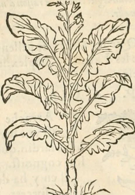 An illustration from [Les six livres de Pedacion Dioscoride d'Anazarbe de la matiere medicinale : translatez de latin en françois : a chacun chapitre sont aioustees certaines annotations fort doctes, & recueillies des plus excellens medecins, anciens, & modernes, 1553, leaf 147