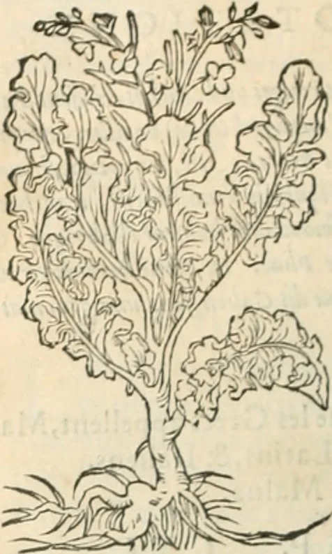 An illustration from [Les six livres de Pedacion Dioscoride d'Anazarbe de la matiere medicinale : translatez de latin en françois : a chacun chapitre sont aioustees certaines annotations fort doctes, & recueillies des plus excellens medecins, anciens, & modernes, 1553, leaf 147
