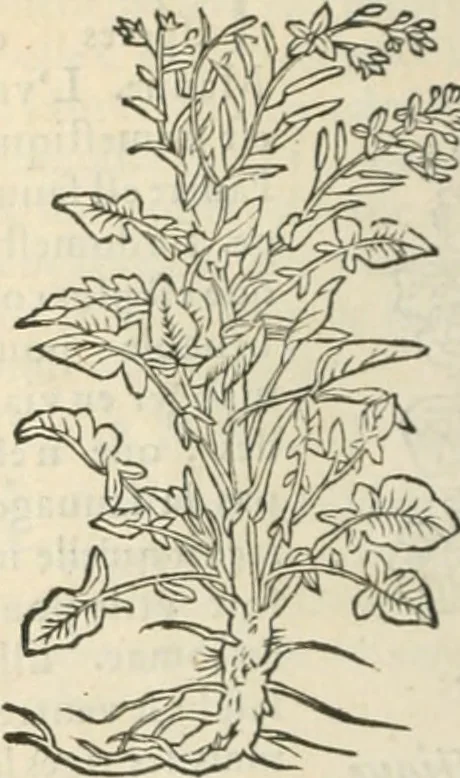 An illustration from [Les six livres de Pedacion Dioscoride d'Anazarbe de la matiere medicinale : translatez de latin en françois : a chacun chapitre sont aioustees certaines annotations fort doctes, & recueillies des plus excellens medecins, anciens, & modernes, 1553, leaf 147