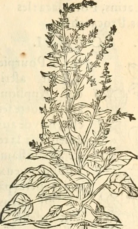 An illustration from [Les six livres de Pedacion Dioscoride d'Anazarbe de la matiere medicinale : translatez de latin en françois : a chacun chapitre sont aioustees certaines annotations fort doctes, & recueillies des plus excellens medecins, anciens, & modernes, 1553, leaf 148