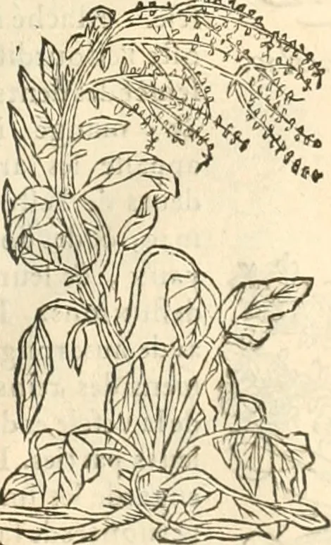An illustration from [Les six livres de Pedacion Dioscoride d'Anazarbe de la matiere medicinale : translatez de latin en françois : a chacun chapitre sont aioustees certaines annotations fort doctes, & recueillies des plus excellens medecins, anciens, & modernes, 1553, leaf 148