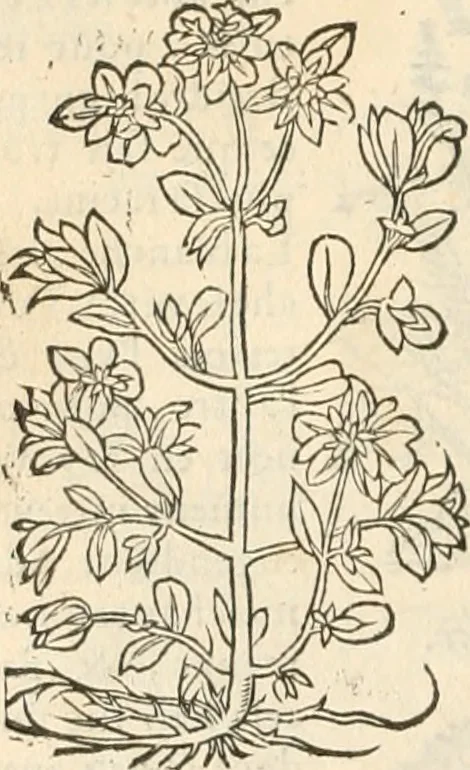 An illustration from [Les six livres de Pedacion Dioscoride d'Anazarbe de la matiere medicinale : translatez de latin en françois : a chacun chapitre sont aioustees certaines annotations fort doctes, & recueillies des plus excellens medecins, anciens, & modernes, 1553, leaf 149