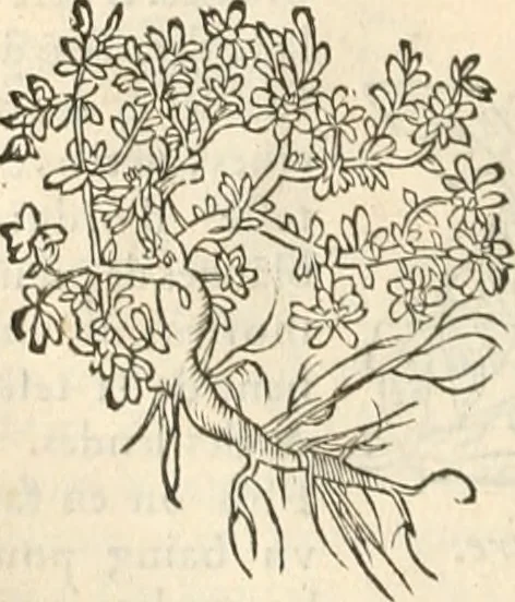 An illustration from [Les six livres de Pedacion Dioscoride d'Anazarbe de la matiere medicinale : translatez de latin en françois : a chacun chapitre sont aioustees certaines annotations fort doctes, & recueillies des plus excellens medecins, anciens, & modernes, 1553, leaf 149