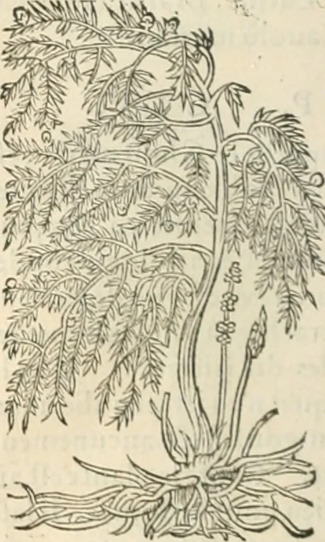 An illustration from [Les six livres de Pedacion Dioscoride d'Anazarbe de la matiere medicinale : translatez de latin en françois : a chacun chapitre sont aioustees certaines annotations fort doctes, & recueillies des plus excellens medecins, anciens, & modernes, 1553, leaf 149