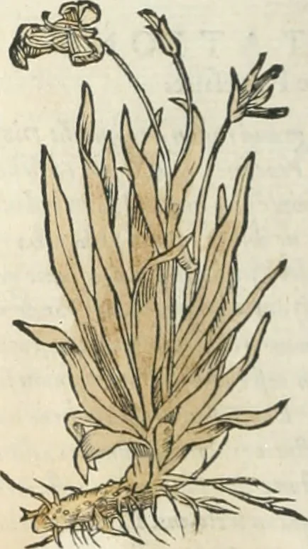 An illustration from [Les six livres de Pedacion Dioscoride d'Anazarbe de la matiere medicinale : translatez de latin en françois : a chacun chapitre sont aioustees certaines annotations fort doctes, & recueillies des plus excellens medecins, anciens, & modernes, 1553, leaf 15