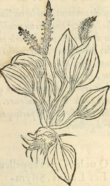 An illustration from [Les six livres de Pedacion Dioscoride d'Anazarbe de la matiere medicinale : translatez de latin en françois : a chacun chapitre sont aioustees certaines annotations fort doctes, & recueillies des plus excellens medecins, anciens, & modernes, 1553, leaf 150