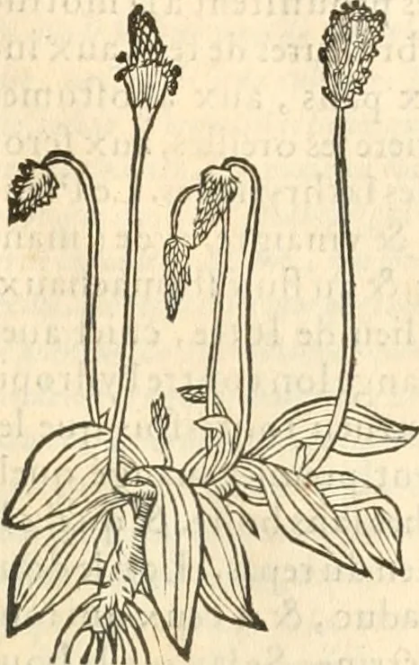 An illustration from [Les six livres de Pedacion Dioscoride d'Anazarbe de la matiere medicinale : translatez de latin en françois : a chacun chapitre sont aioustees certaines annotations fort doctes, & recueillies des plus excellens medecins, anciens, & modernes, 1553, leaf 150