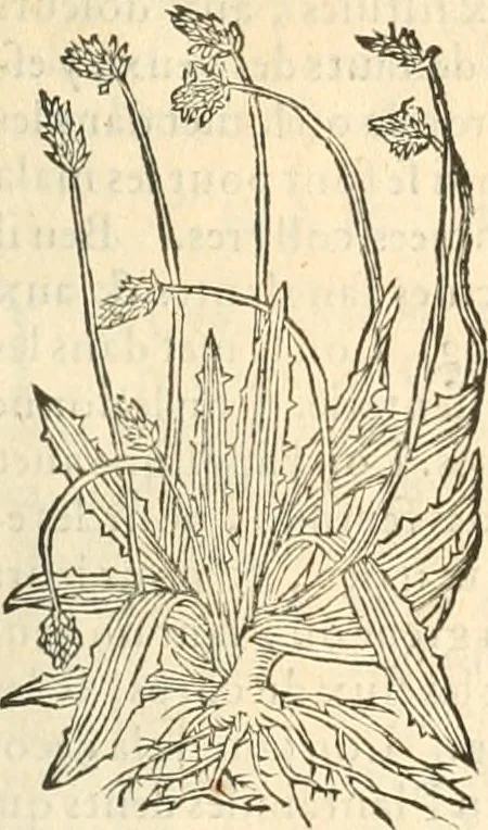 An illustration from [Les six livres de Pedacion Dioscoride d'Anazarbe de la matiere medicinale : translatez de latin en françois : a chacun chapitre sont aioustees certaines annotations fort doctes, & recueillies des plus excellens medecins, anciens, & modernes, 1553, leaf 150