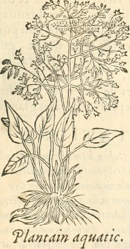 An illustration from [Les six livres de Pedacion Dioscoride d'Anazarbe de la matiere medicinale : translatez de latin en françois : a chacun chapitre sont aioustees certaines annotations fort doctes, & recueillies des plus excellens medecins, anciens, & modernes, 1553, leaf 150