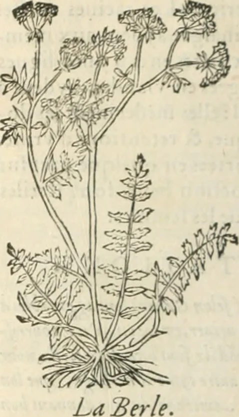 An illustration from [Les six livres de Pedacion Dioscoride d'Anazarbe de la matiere medicinale : translatez de latin en françois : a chacun chapitre sont aioustees certaines annotations fort doctes, & recueillies des plus excellens medecins, anciens, & modernes, 1553, leaf 151