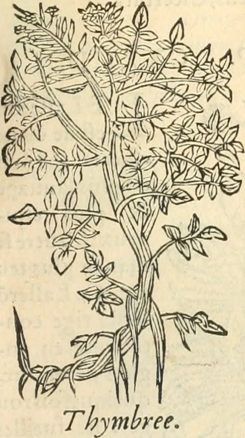 An illustration from [Les six livres de Pedacion Dioscoride d'Anazarbe de la matiere medicinale : translatez de latin en françois : a chacun chapitre sont aioustees certaines annotations fort doctes, & recueillies des plus excellens medecins, anciens, & modernes, 1553, leaf 152