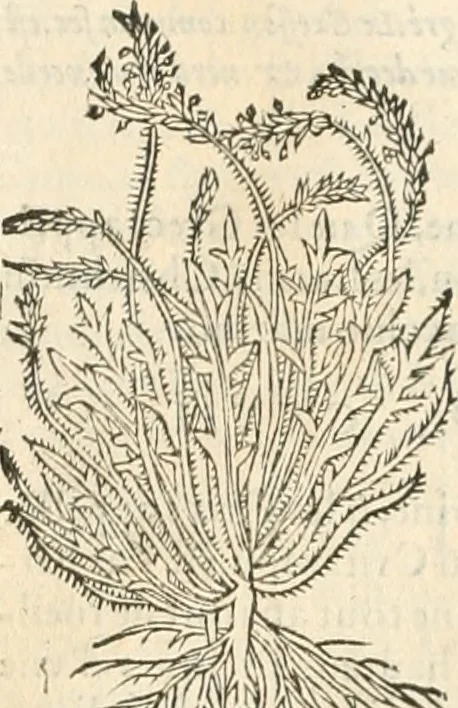 An illustration from [Les six livres de Pedacion Dioscoride d'Anazarbe de la matiere medicinale : translatez de latin en françois : a chacun chapitre sont aioustees certaines annotations fort doctes, & recueillies des plus excellens medecins, anciens, & modernes, 1553, leaf 153