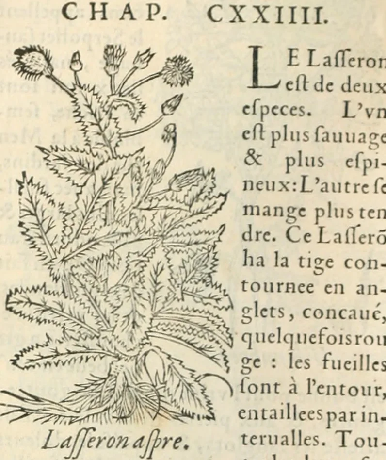 An illustration from [Les six livres de Pedacion Dioscoride d'Anazarbe de la matiere medicinale : translatez de latin en françois : a chacun chapitre sont aioustees certaines annotations fort doctes, & recueillies des plus excellens medecins, anciens, & modernes, 1553, leaf 153