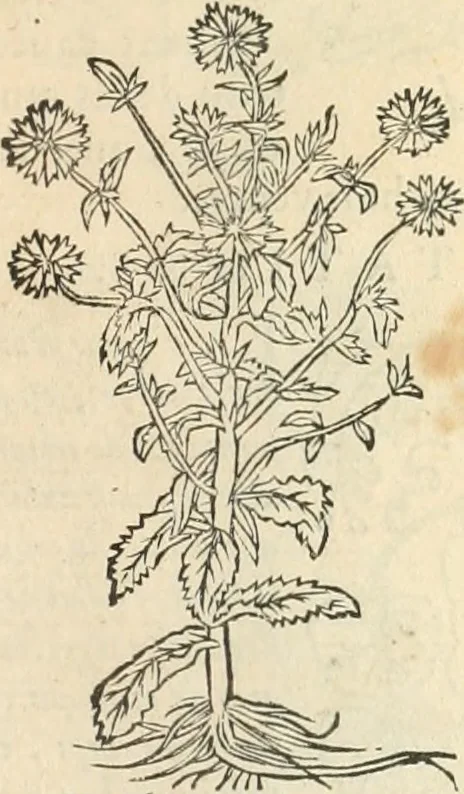 An illustration from [Les six livres de Pedacion Dioscoride d'Anazarbe de la matiere medicinale : translatez de latin en françois : a chacun chapitre sont aioustees certaines annotations fort doctes, & recueillies des plus excellens medecins, anciens, & modernes, 1553, leaf 154